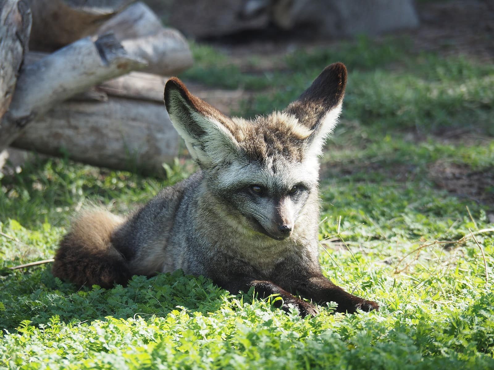 A bat-eared fox resting on the grass at Cheetah Outreach