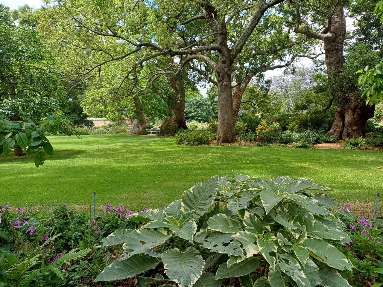 Old camphor trees and lawns in the gardens at Vergelegen, Somerset West