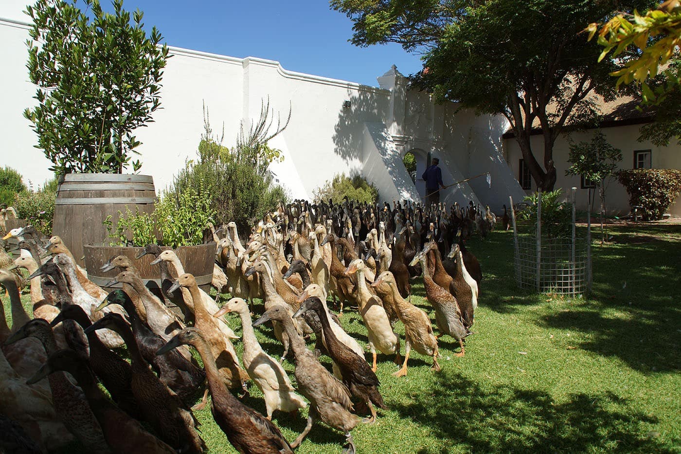 Indian Runner ducks on parade at Vergenoegd Löw wine estate