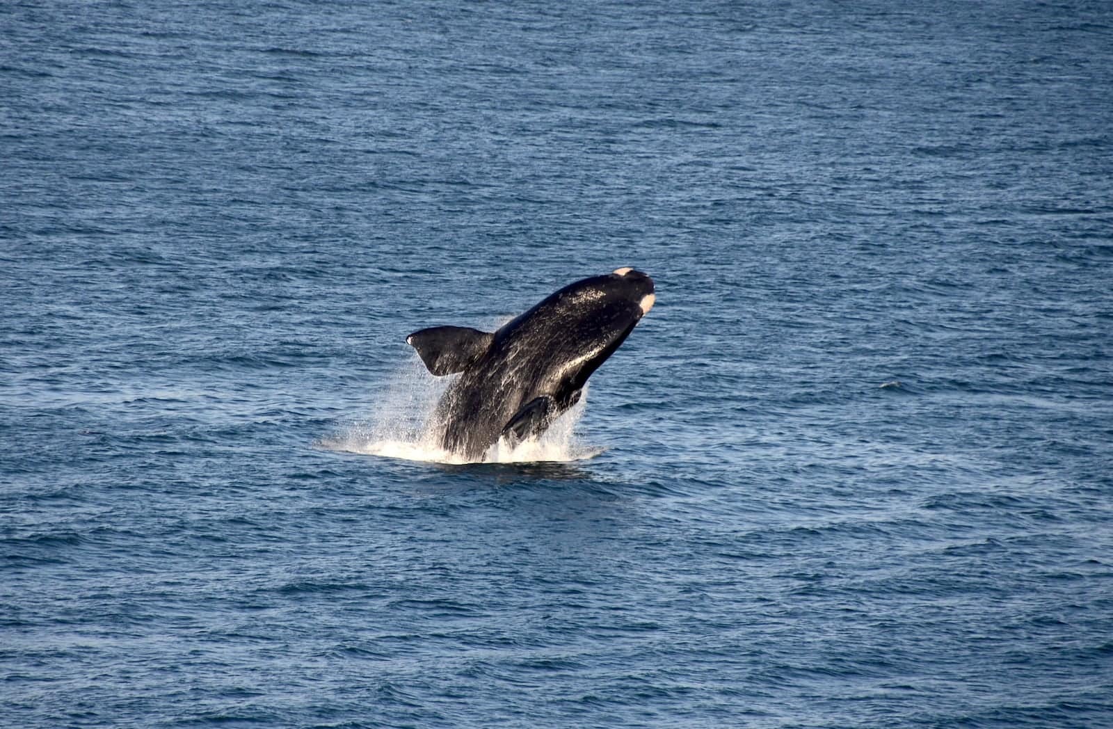 A southern right whale breaching off the Western Cape coast